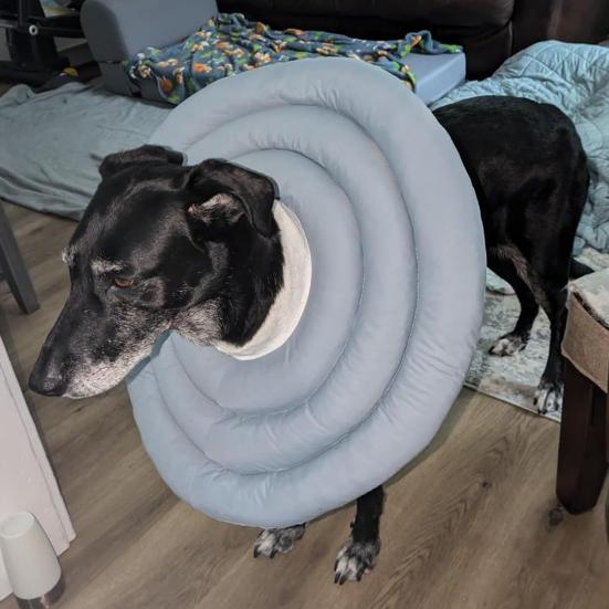 Собачий конус мягкий регулируемый воротник-пончик со шнурком альтернатива конусу для собак после операции для крупных средних маленьких собак и кошек