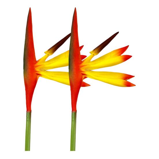 Полезный имитационный цветок прочный экологически чистый декоративный