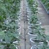 1 Set 1 To 4 Curved Arrow Garden Irrigation System Kits Greenhouse Agriculture Drip Watering Sprinklers Environmental Equipment