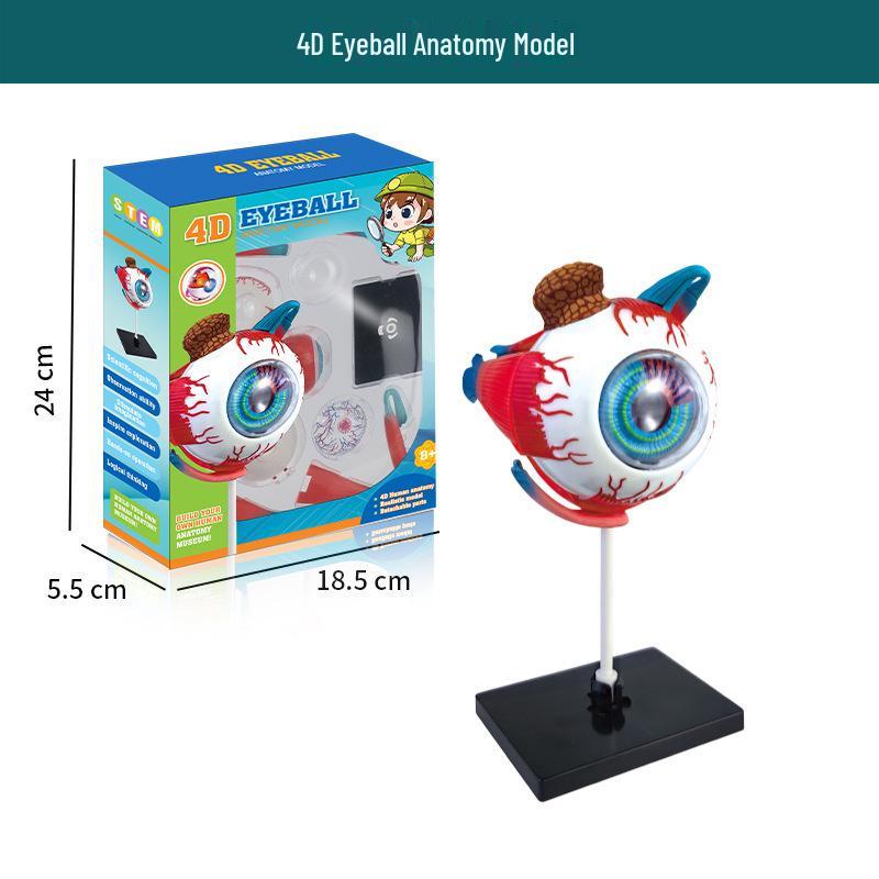 Трансграничный набор для самостоятельной сборки модели скелета человека для раннего развития для студентов