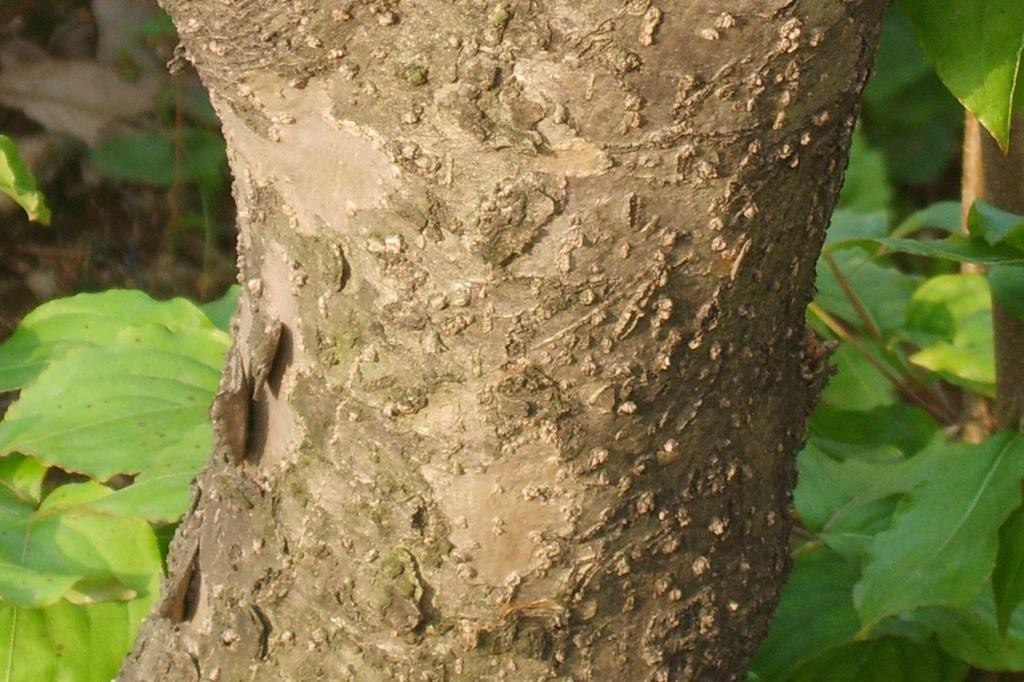 SAFLAX Подарочный набор - Кизил китайский - 30 семян - С подарочной коробкой, карточкой, этикеткой и субстратом для горшков - Cornus kousa