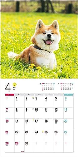 Календарь 2024 Акита-ину (Календарь Seibundo Shinkosha)