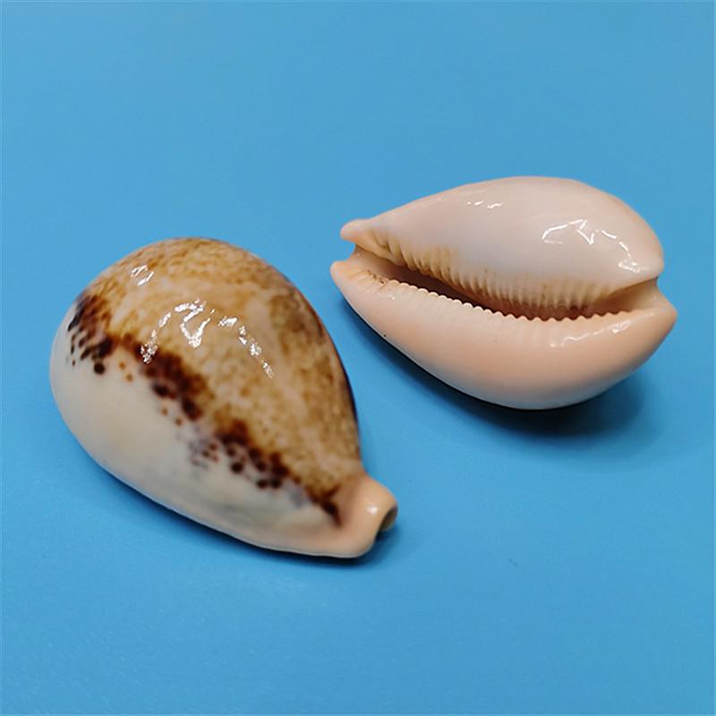 Редкий натуральный экземпляр раковины каури для аквариума или средиземноморского домашнего декора