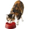 Миска для домашних животных Le Creuset Pet Bowl белая для собак и кошек устойчивая к пятнам, безопасная для использования в микроволновой печи, японская (M) [Авторизованный продукт]