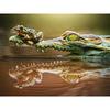 Полный круглый дрель Алмазная вышивка Крокодил и лягушка DIY Алмазная картина Вышивка крестом Горный хрусталь