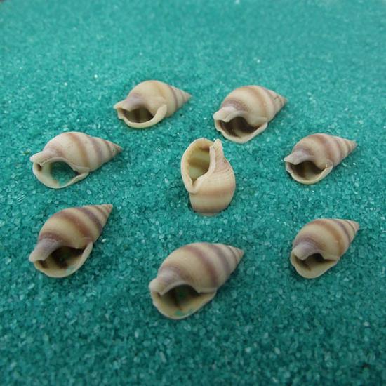 Mini Natural Conch Seashell Flower Rice Snail Prop for Wishing Bottles & Photography Decoration