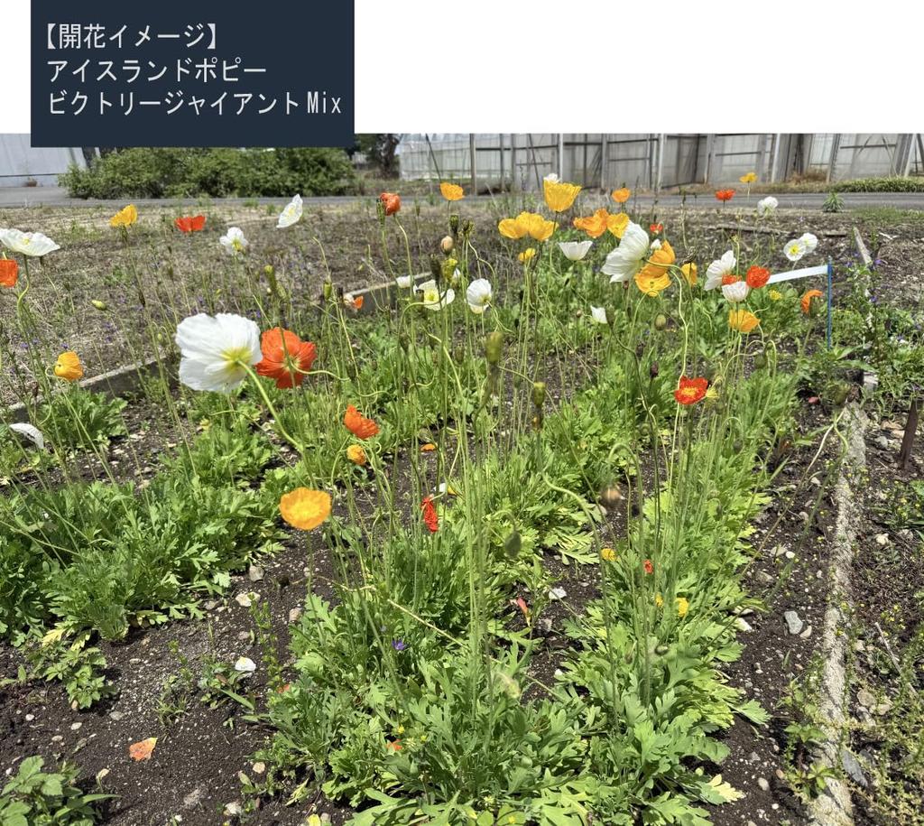 Мак исландский "Гигантская смесь Победы для ландшафтного дизайна" Семена, 100 мл