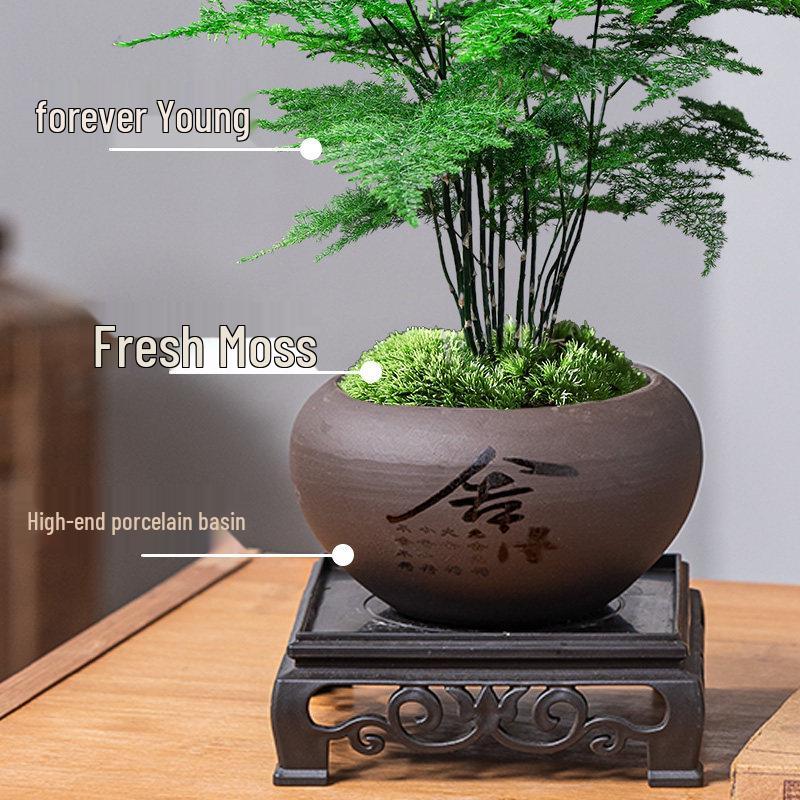 Asparagus Fern Indoor Bonsai – Easy-Care Evergreen for Home or Office Decor