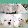 Очаровательная белая мальтийская плюшевая игрушка, наполнена волокном, длинношерстное чучело животного, 33x24x16см/38x26x21см