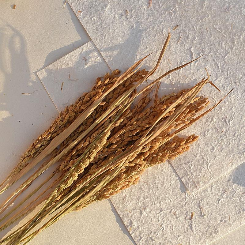 Wheat and Bunny Tail Grass Floral Photography Props