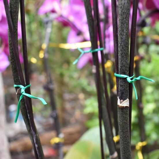 Garden Plant Ties Flexible Wire Design Weather-Resistant Vegetable Tomato Twist Ties Climbing Plants Support Ties