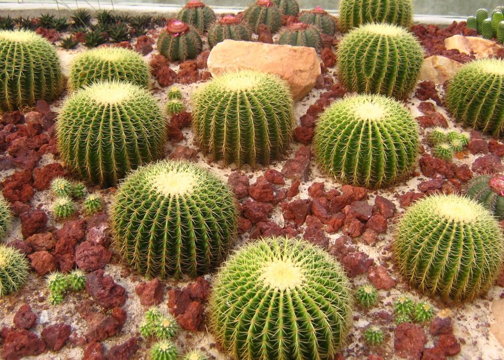 SAFLAX Garden in the Bag - Кактус-бочка / Сиденье для тещи - 40 семян - С субстратом в подходящем пакете-стойке - Echinocactus grusonii