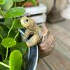 1/2Pcs Small Turtle Resin Crafts for Garden Flower Pot Decoration Creative Fish Tank Ornaments Home Balcony Decor