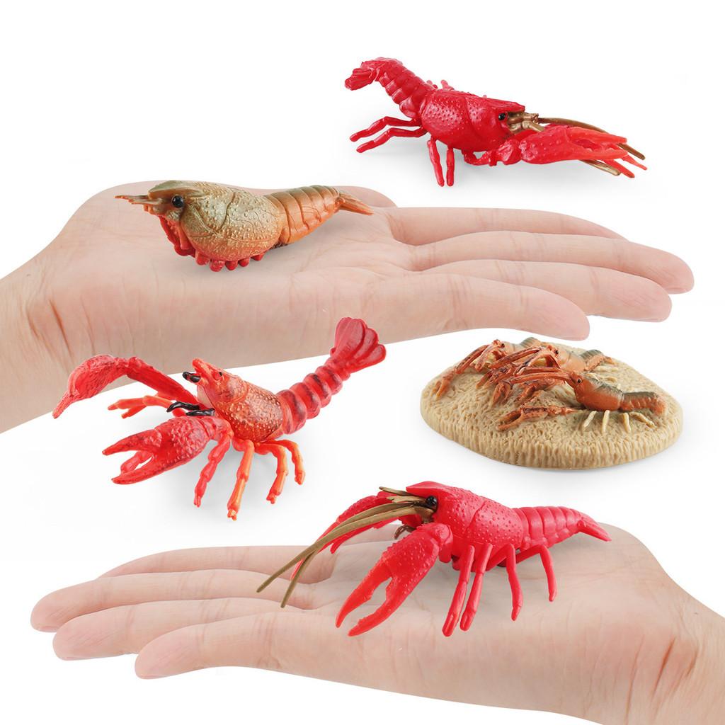 Authentic Crawfish Life Cycle Model Static Pvc Replica Ideal For Learning And Decoration