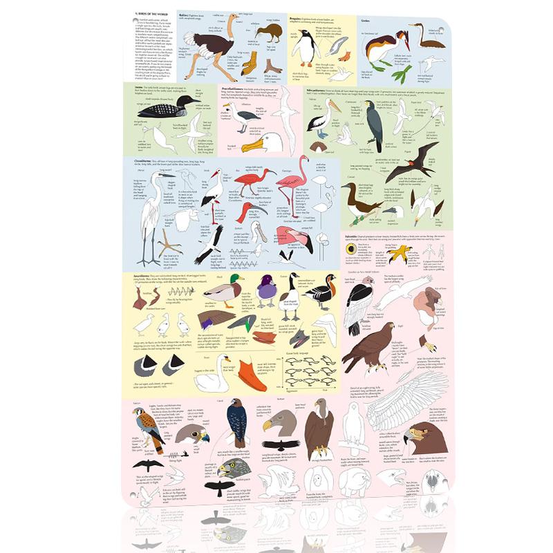 Drawing Birds Catalogue Poster Retro D Printed Metal Signs Customized Wall Hanging Gift for Desk Decor Room Home and Decoration