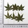 Red Maple Leaf Pressed Flower Bookmark & Epoxy Phone Case Decal