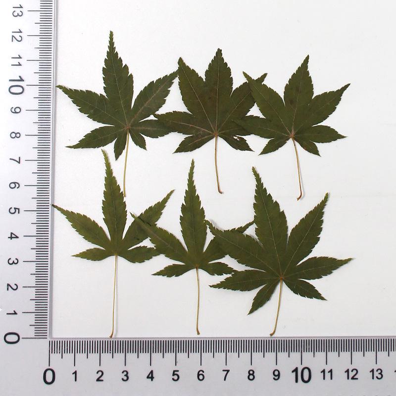 Red Maple Leaf Pressed Flower Bookmark & Epoxy Phone Case Decal