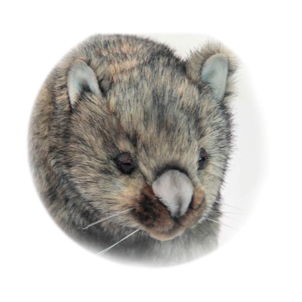 Canal BH3249 HANSA Wombat 28