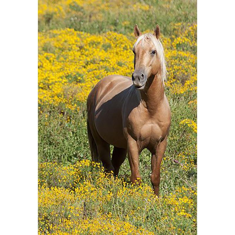 Лошадь DIY 5D алмазная живопись полная круглая дрель животное Алмазная вышивка крестиком мозаичные наборы Смола стены книги по искусству домашний декор