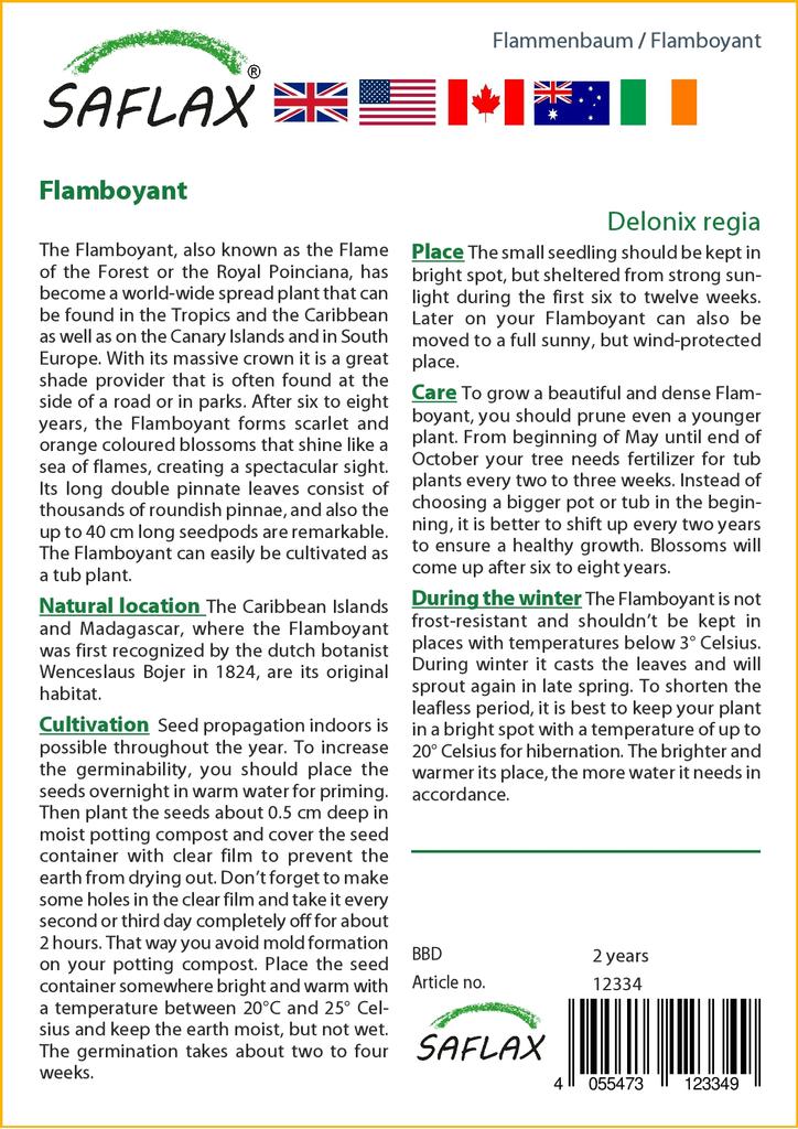 SAFLAX Яркий - 6 семян - Delonix regia