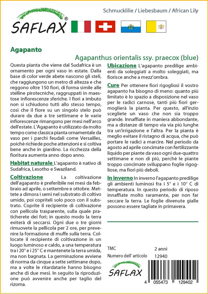 SAFLAX Лилия африканская - 50 семян - Agapanthus orientalis