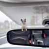 Очаровательное украшение для автомобиля в виде сонного котенка - Декорация для дисплея центральной консоли