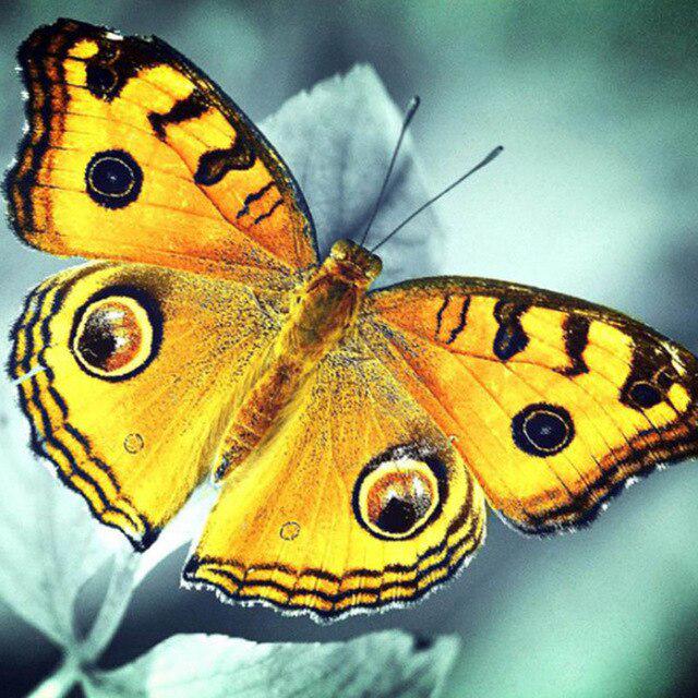 5D Алмазная вышивка Anmial Бабочка Вышивка крестом DIY Алмазная картина Алмазный пейзаж Стразы