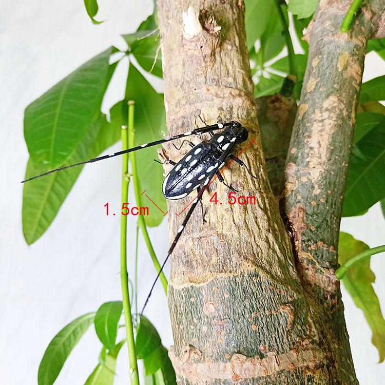 Simulation Insect Uang Cicada Cricket Frog Gardening Micro-landscape Decoration Teaching Refrigerator Stickers