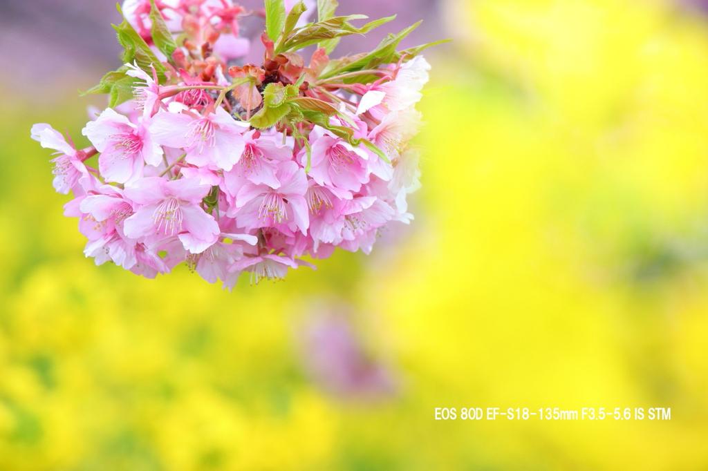 Canon Цифровая зеркальная камера EOS 80D Комплект с двойным зумом IS IS STM в комплекте EF-S18-55 STM/EF-S55-250 EOS80D-WKIT