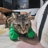 Костюм кошачьей мышцы руки, 3D-принтованная кошачья шея-рука с мышцей, забавная кошачья шея, подвесное украшение, принадлежности для Хэллоуина, дня рождения