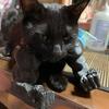 Костюм кошачьей мышцы руки, 3D-принтованная кошачья шея-рука с мышцей, забавная кошачья шея, подвесное украшение, принадлежности для Хэллоуина, дня рождения