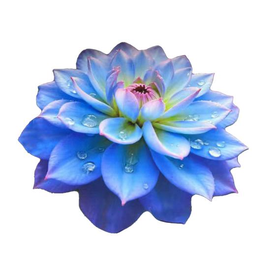 3D Цветочный коврик для пола Реалистичный Впитывающий Цветочный ковер Нескользящий Декоративный коврик для гостиной Ванной Кухни Спальни