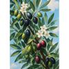 Fruit Orchard Posters Olive Branch Peach Tree Ripe Kiwi Fruit Modern Prints Canvas Painting Wall Picture Home Living Room Decor