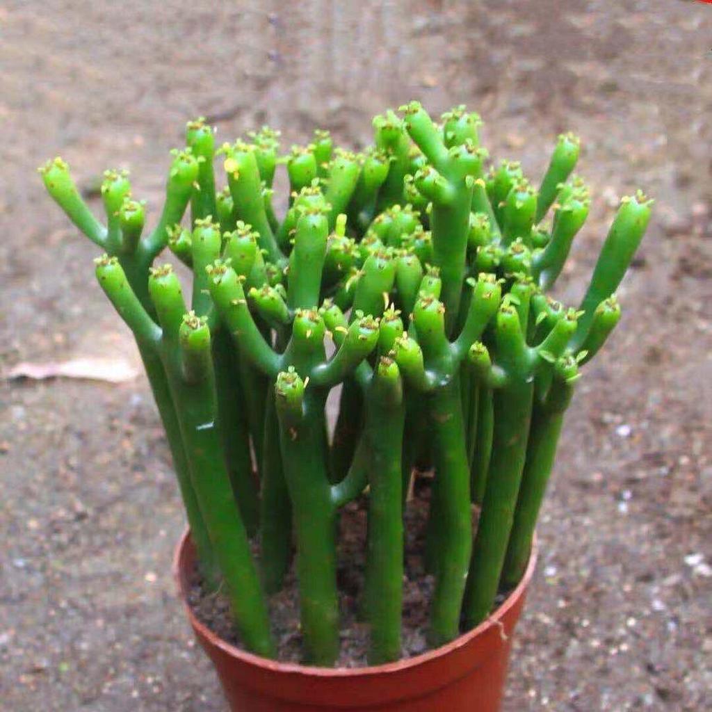 Layered Mountain Succulent: Green Cactus Money Tree for Indoor Spaces