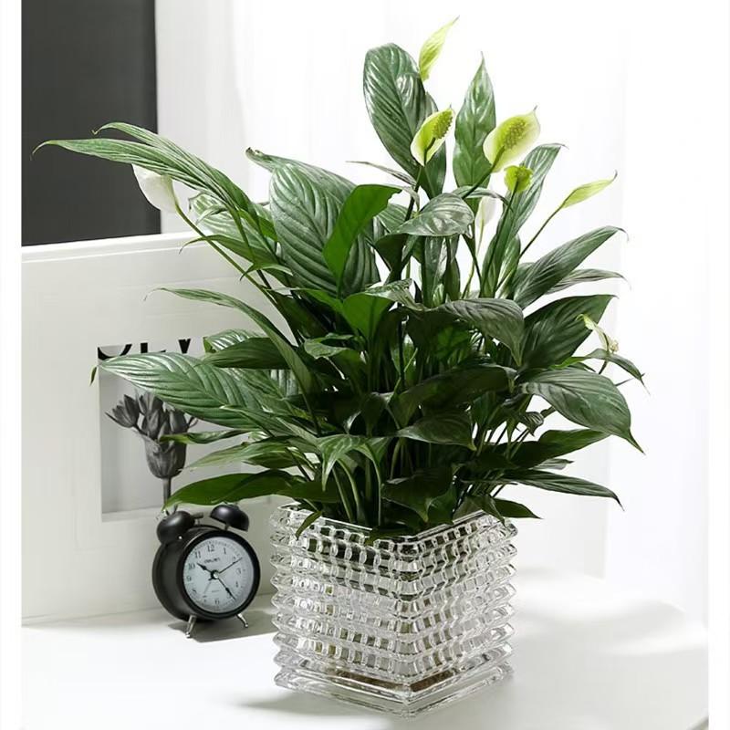 Прозрачная квадратная стеклянная ваза, геометрический квадратный цветочный горшок, цветочные композиции, аксессуары для террариума, украшения дома, аксессуары