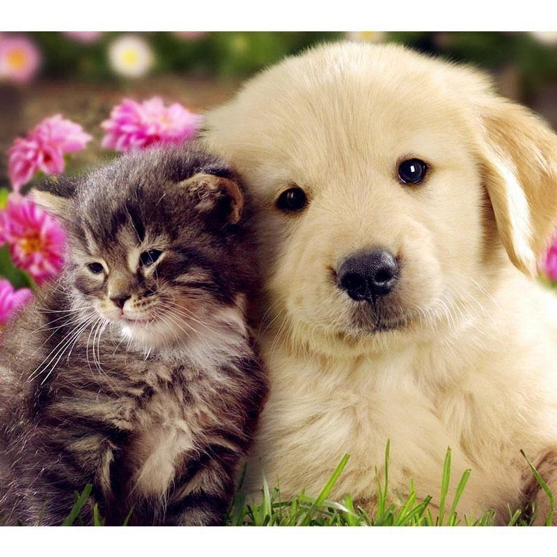 5D DIY Алмазная картина, круглые наборы для рисования своими руками, алмазная живопись, наборы для вышивки крестом, мозаика, ремесла