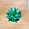 Simulated Succulent Bonsai Pot With Lightweight Pvc For Home Office Interior Design