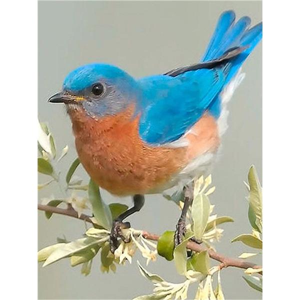 DIY 5D алмазная живопись птицы на деревьях Алмазная мозаика наборы для вышивки крестом украшение дома полная круглая алмазная вышивка
