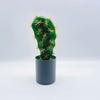 Cactus With Plastic Flowers For Indoor Home And Office Decor