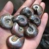 Natural Iridescent Conch Ammonite Fossil Facet Specimen Madagascar 35mm