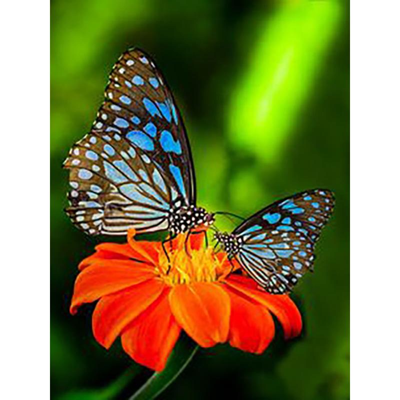 DIY 5D алмазная живопись Бабочка полная круглая дрель цветочная Алмазная вышивка крестиком мозаика стены книги по искусству домашний декор подарок