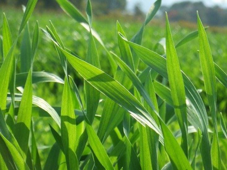 Ячмень зеленый 60 палочек