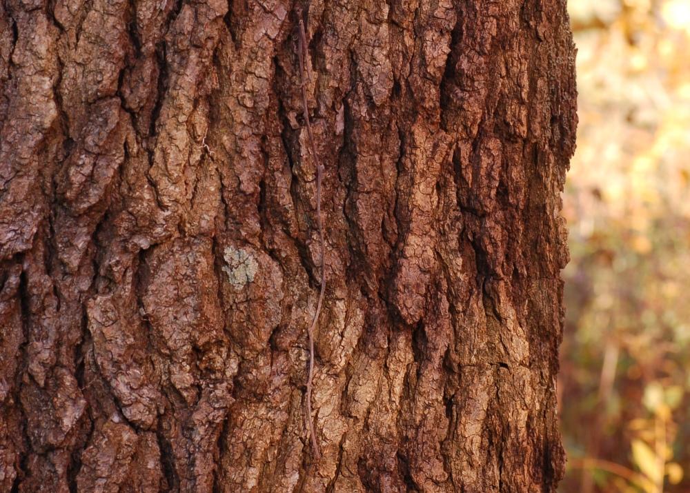 SAFLAX American Sweet Gum - 100 семян - Liquidamber styraciflua