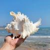DIY Natural Large Conch Shell Large Conch Shells Crafts Statue Fish Tank Decor  Home
