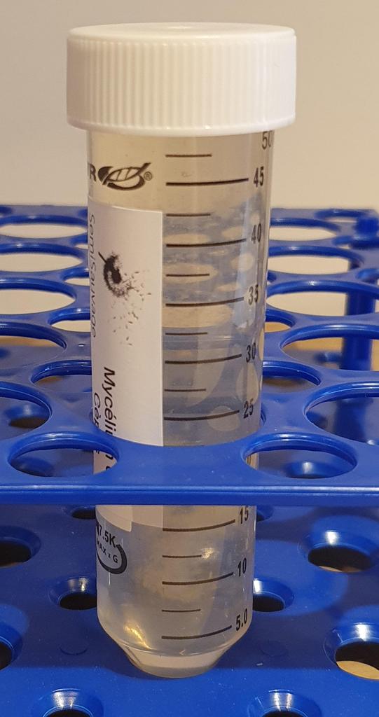 Blonde Morel Mycelium - Mushroom Growing Kit - Grow Mushroom Spores