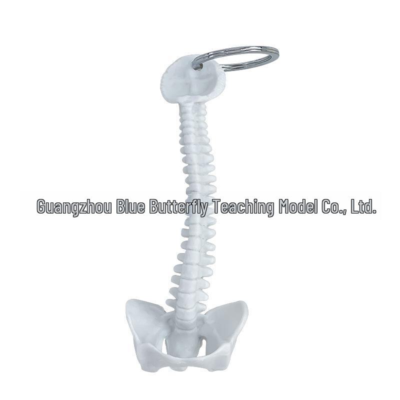 Миниатюрный брелок в виде человеческого позвоночника - модель скелета поясничных позвонков