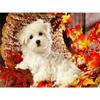 Полный комплект для вышивки квадратным алмазом Собака ручная работа Новое поступление Алмазная картина Мозаика с изображением животных Лист Украшение для дома
