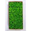 Preserved Deer Antler Moss for Indoor Plant Walls and Display Decor