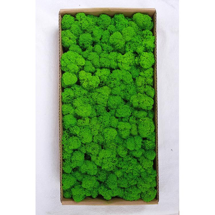 Preserved Deer Antler Moss for Indoor Plant Walls and Display Decor