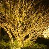 OEING Warm White Outdoor Star Fairy Lights